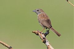 Botteri's Sparrow